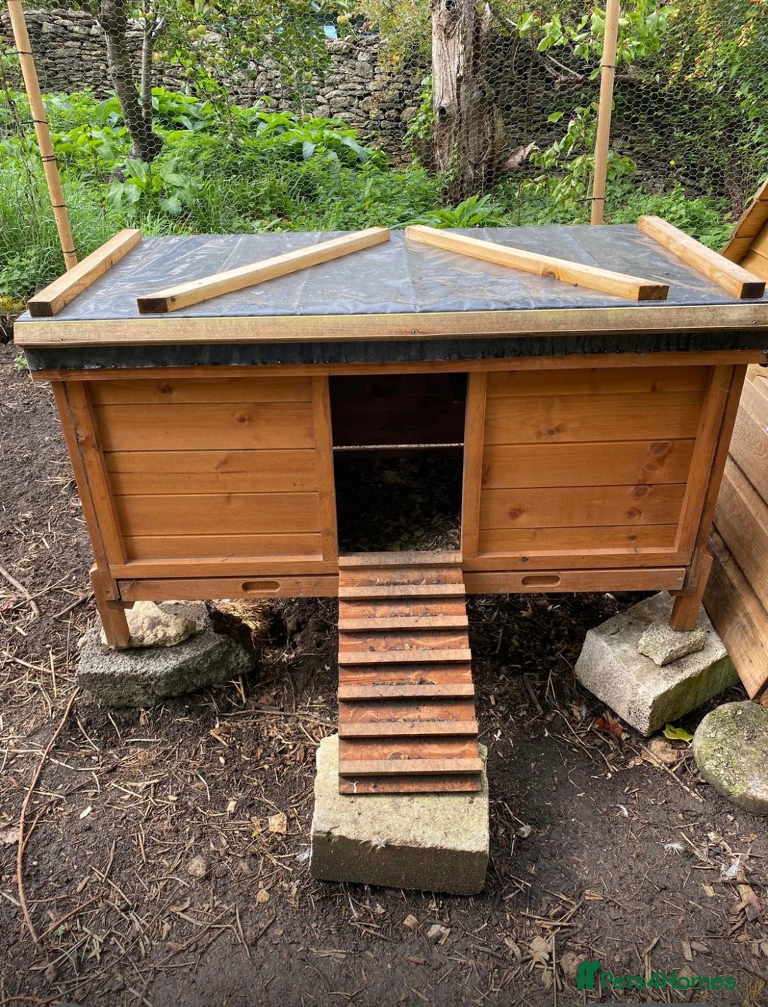 Chickens poultry for sale: Chickens and house - Image 2