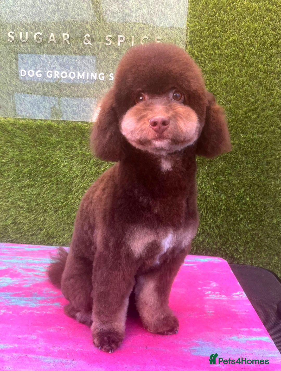 Cavapoo dogs for sale: STUNNING FULLY HEALTH TESTED F1B CAVAPOO  - Advert 6