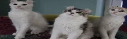 American Curl cats for sale: Beautiful, playful Rare American Curl Kittens - Advert 23