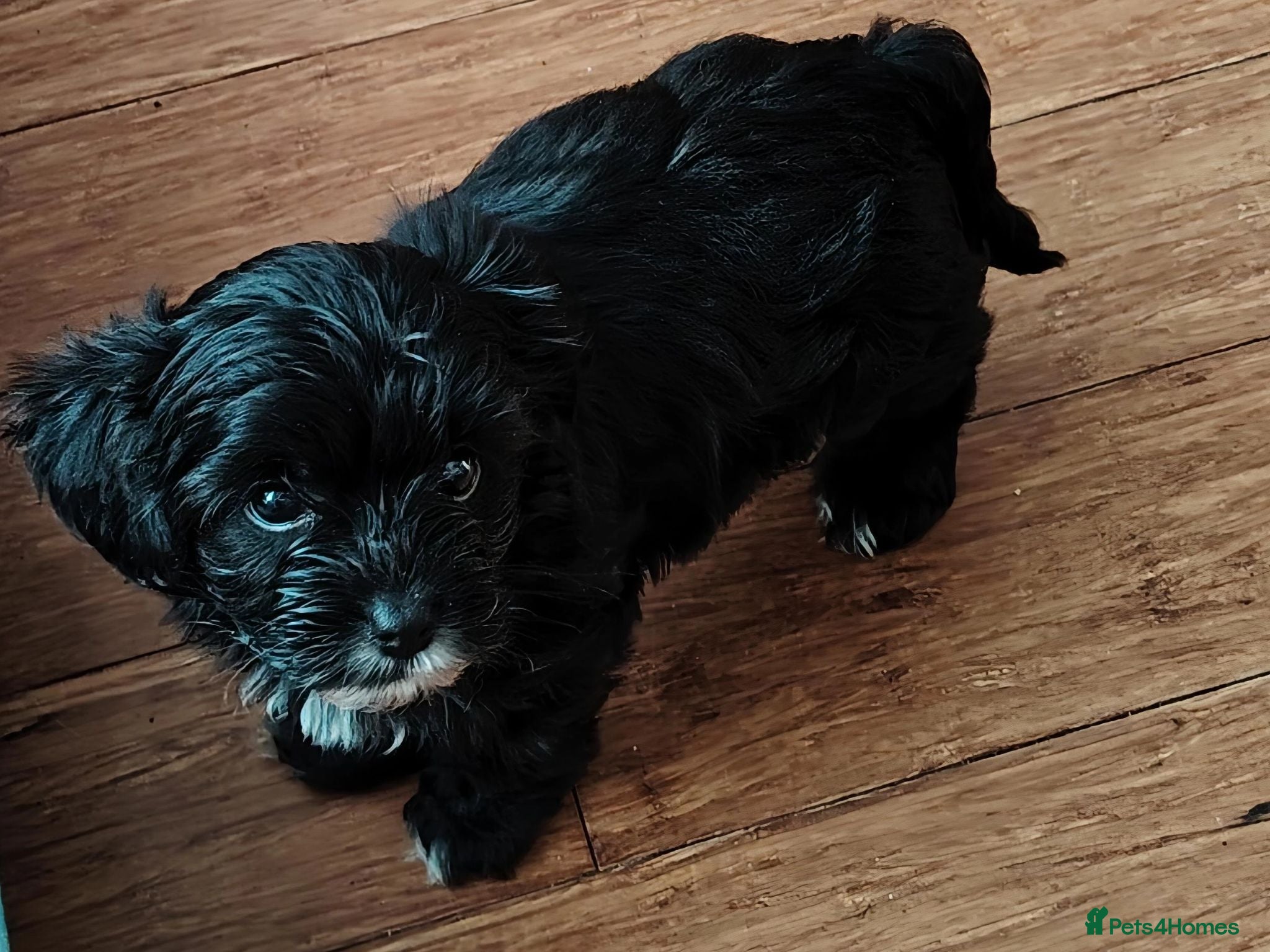 Mixed Breed dogs Yorkchipoo Puppies - Advert 1