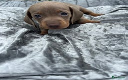 Miniature Dachshund dogs for sale: Ready Today! Miniature Dachshund Puppies  - Image 9