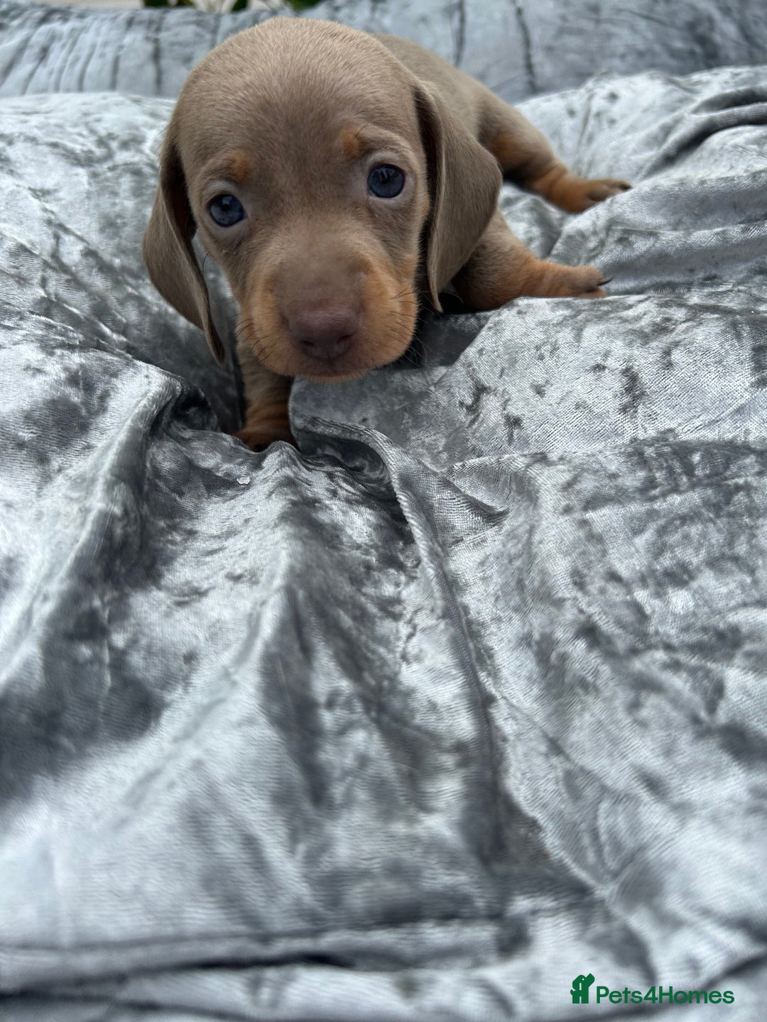 Miniature Dachshund dogs for sale: Ready Today! Miniature Dachshund Puppies  - Image 9