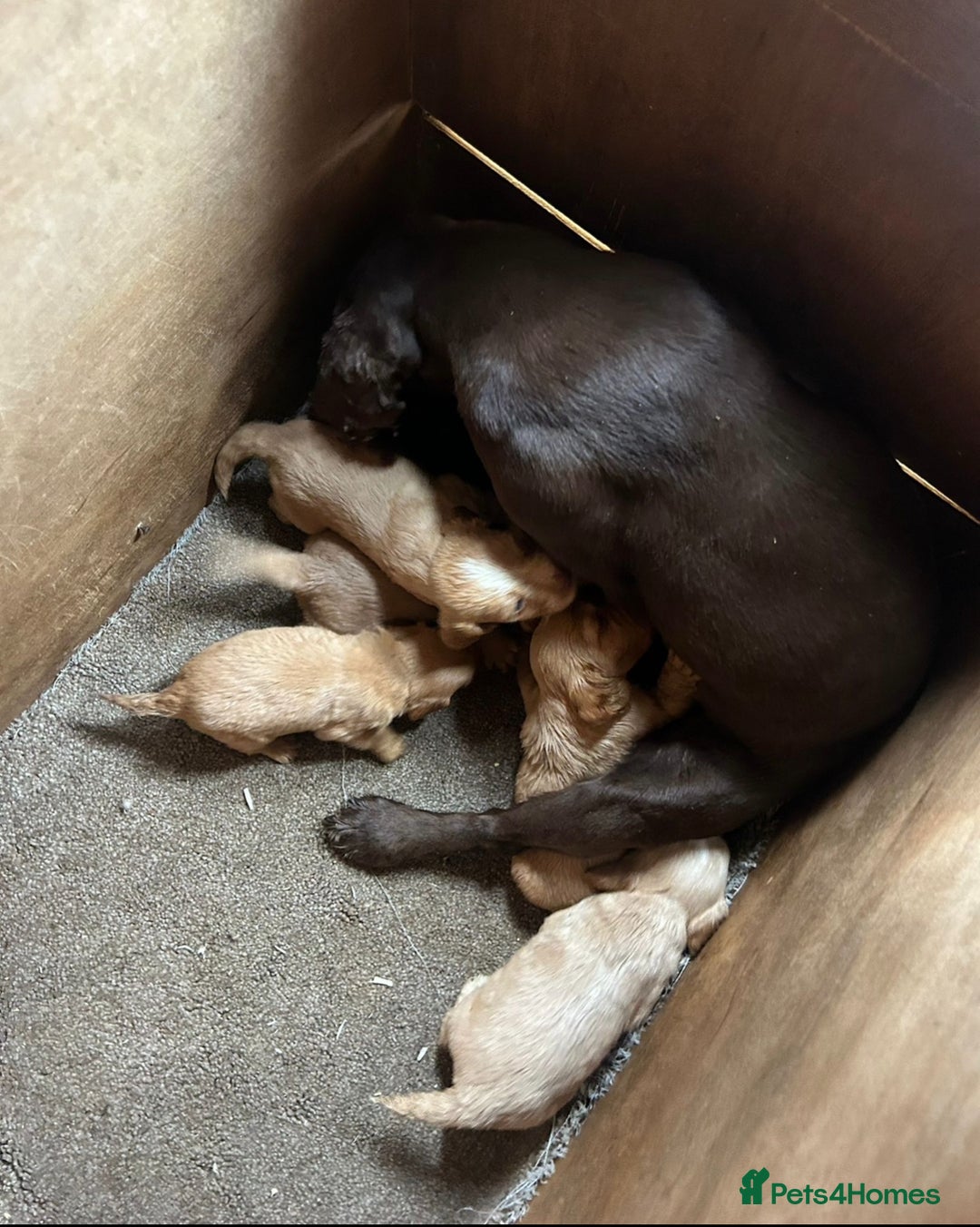 Cocker Spaniel dogs for sale: Cocker spaniel puppies  - Image 18