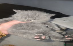 British Shorthair cats for sale: First Litter British Shorthair Pedigree Breed Blue - Image 17