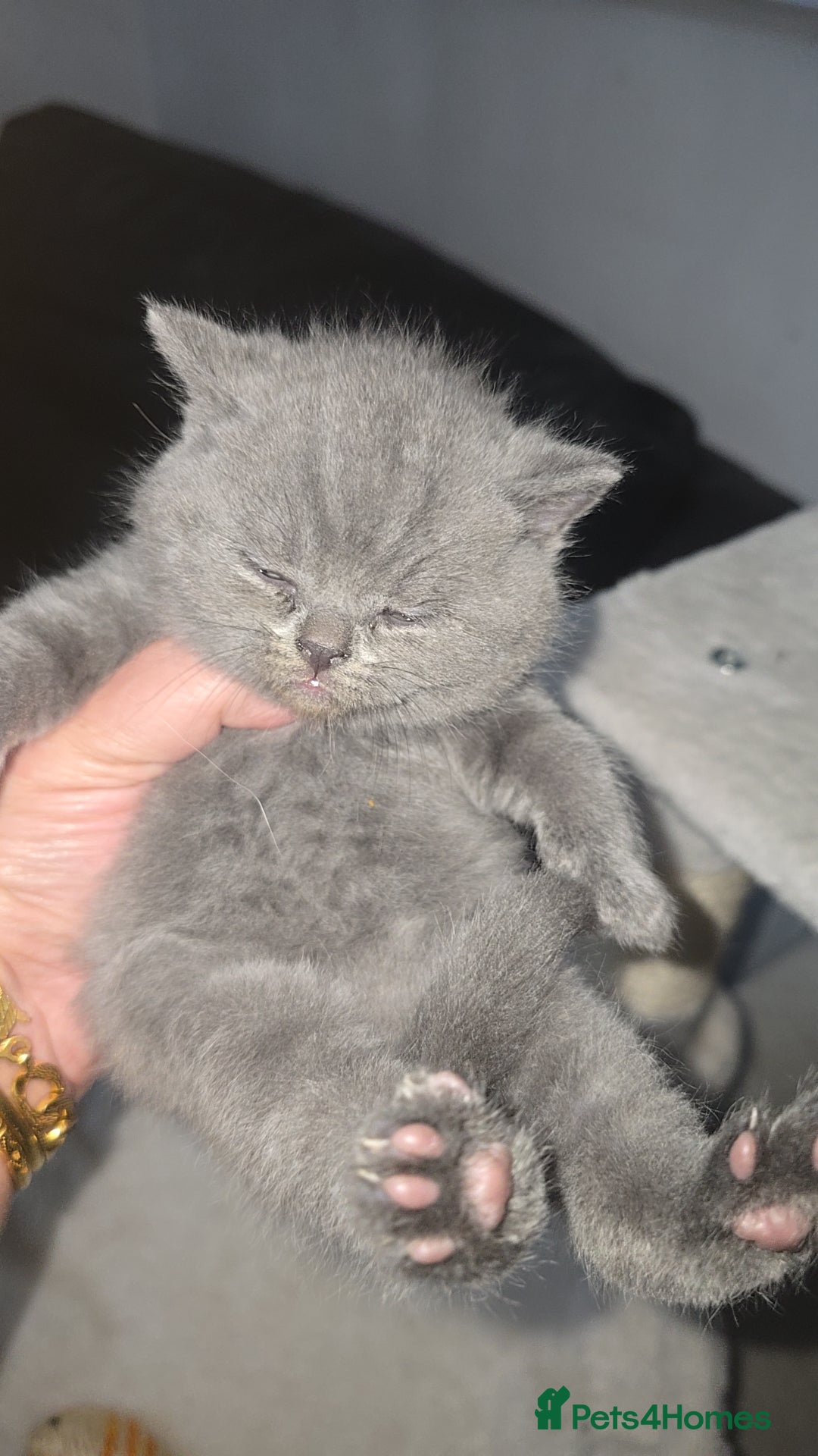 British Shorthair cats for sale: First Litter British Shorthair Pedigree Breed Blue - Image 17