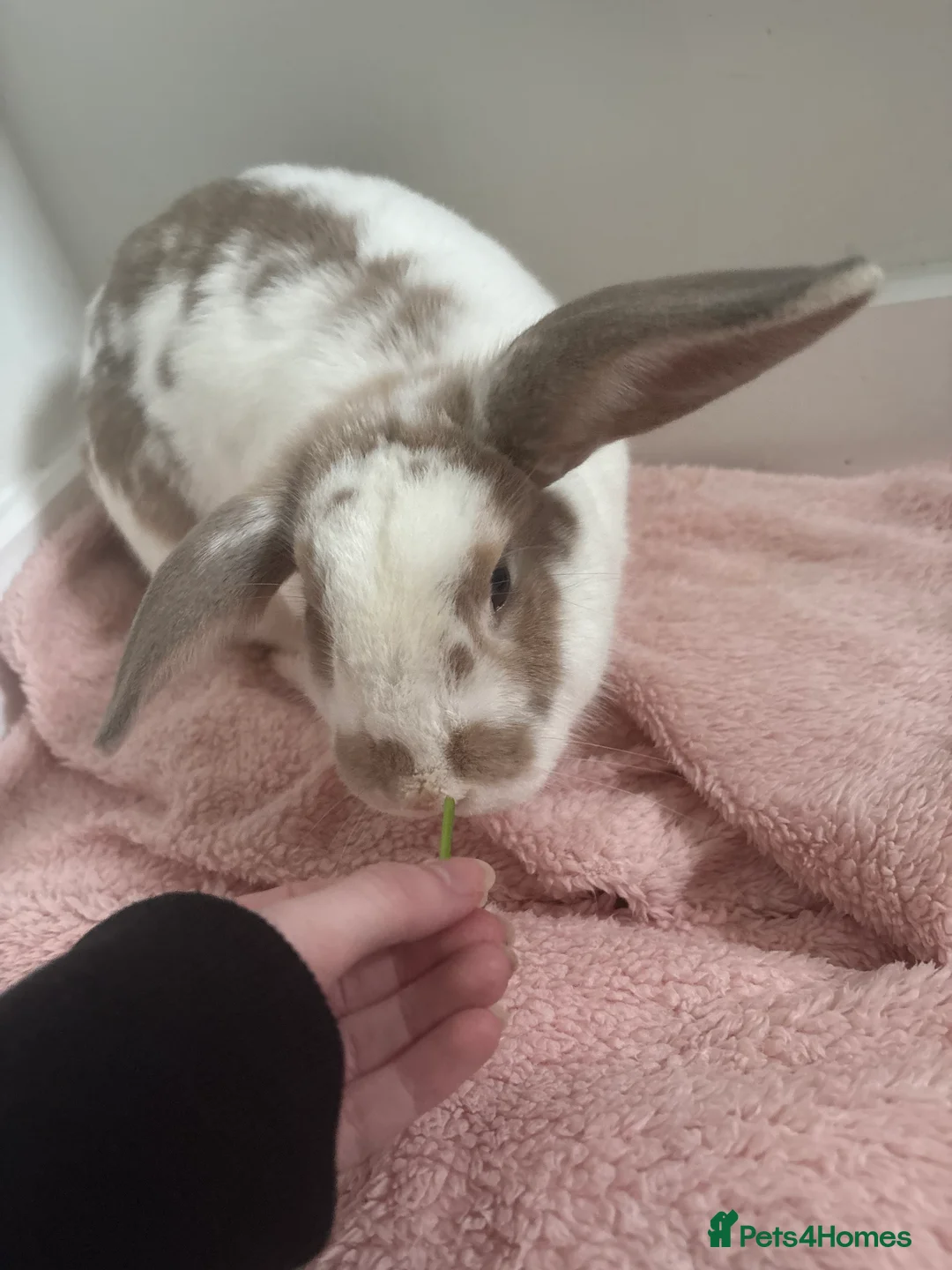 French Lop rabbits for sale: Benji bunny  - Advert 2