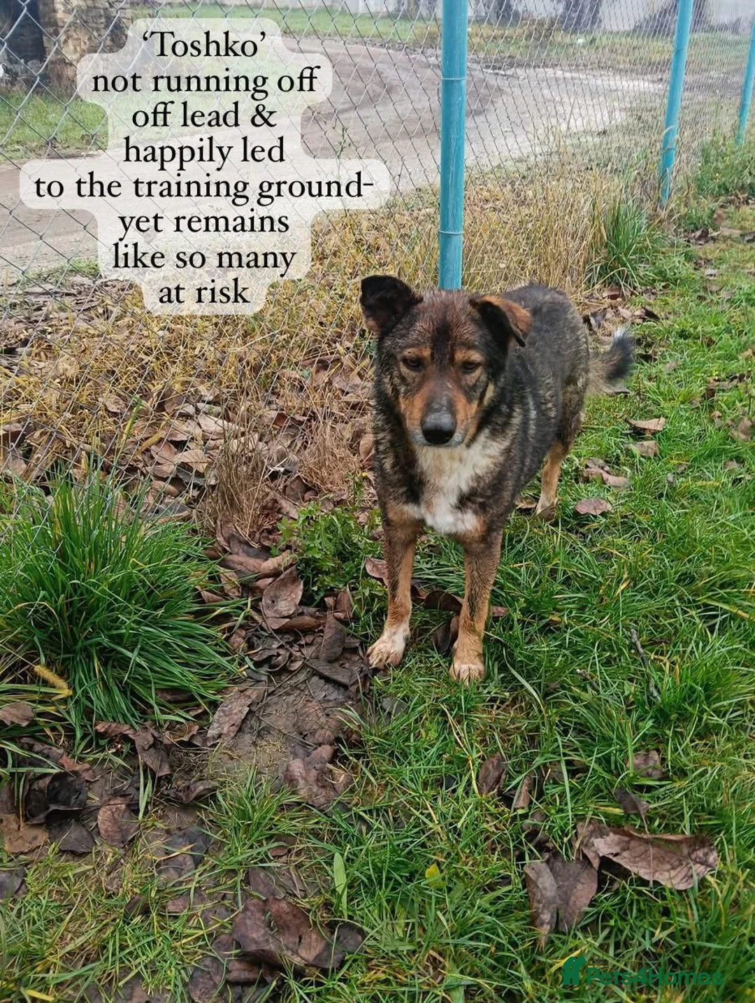 Mixed Breed dogs for adoption: Toshko, approx 10 yrs. Available for adoption. - Advert 14