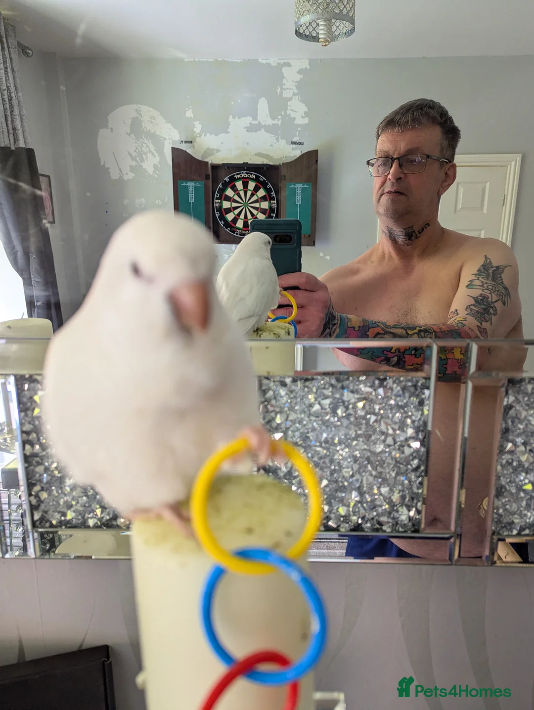 Parrots birds for sale: Quaker parrot  - Advert 7