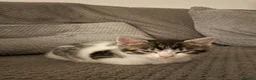 British Shorthair cats for sale: Two white and grey kittens  - Advert 5