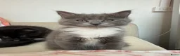 Ragdoll cats for sale: 🐾 READY TO LEAVE RAGDOLL CROSS 🐾 - Advert 7