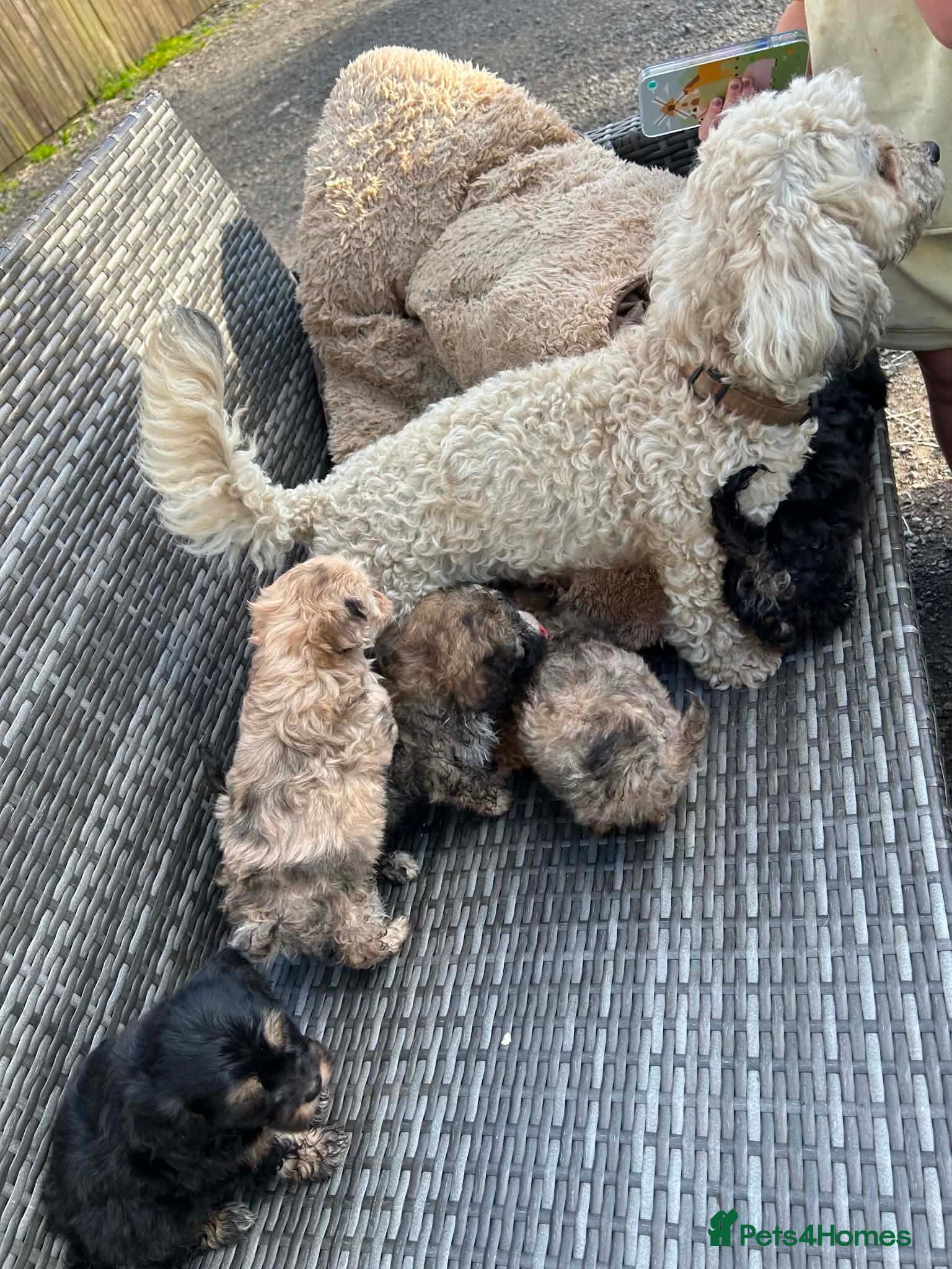 Lhasapoo dogs for sale: 5 gorgous lhasapoos in Bacup - Advert 4