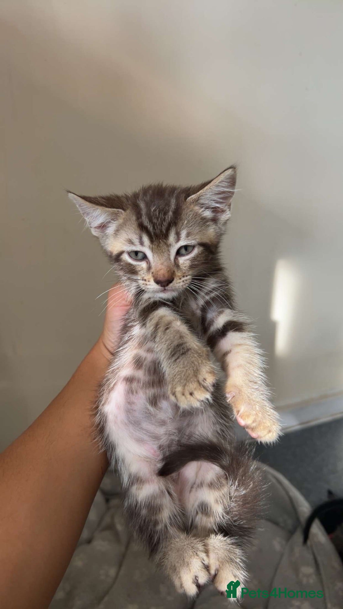 British Shorthair cats Tabby kittens  - Advert 10