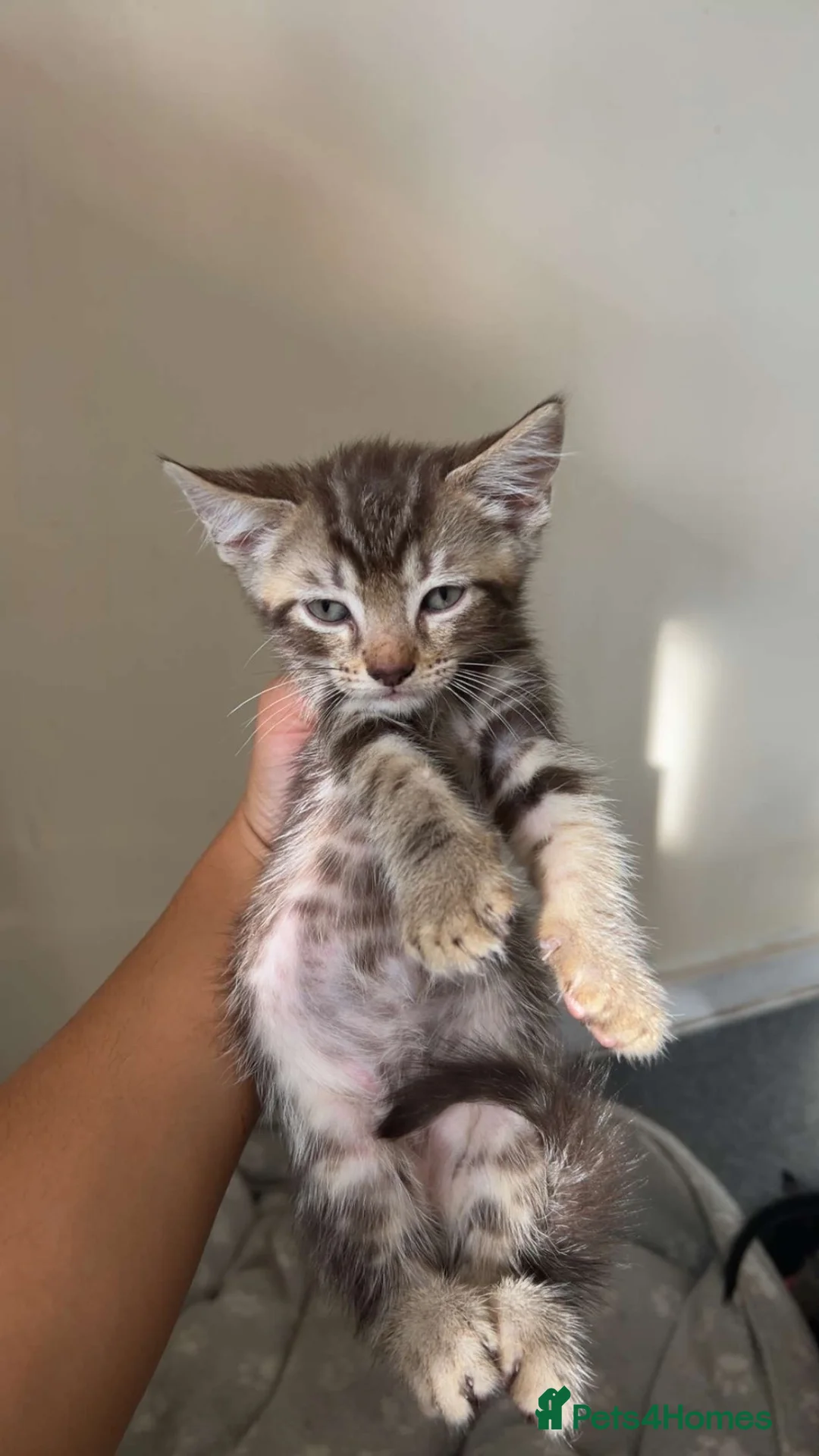 British Shorthair cats for sale: Tabby kittens  - Advert 1