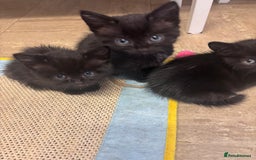 Mixed Breed cats for sale: Kittens for sale  - Image 1