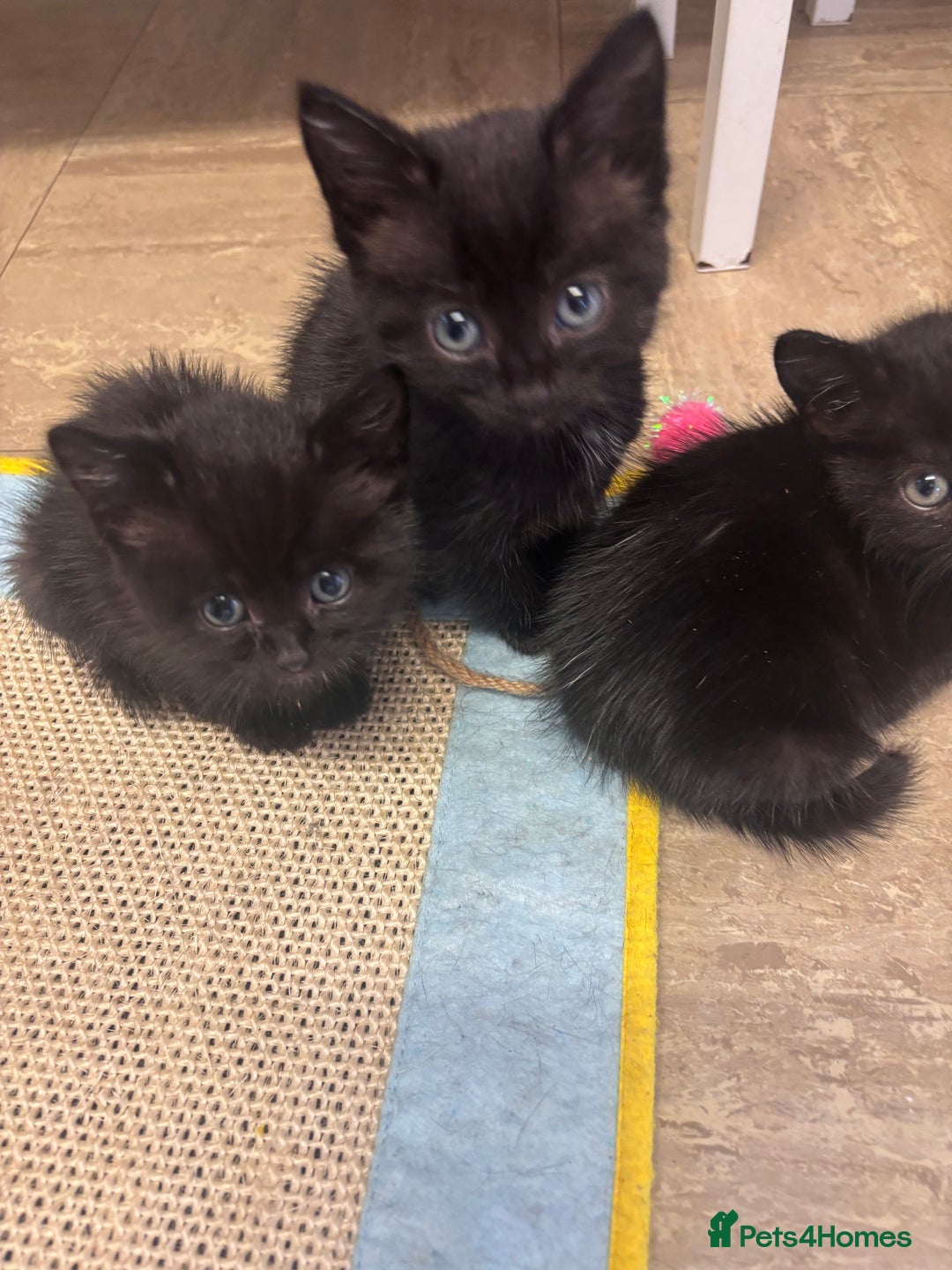 Mixed Breed cats for sale: Kittens for sale  - Image 1