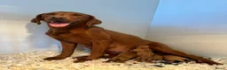 Labrador Retriever dogs for sale: FOXRED LABRADOR in Catterick Garrison - Advert 11