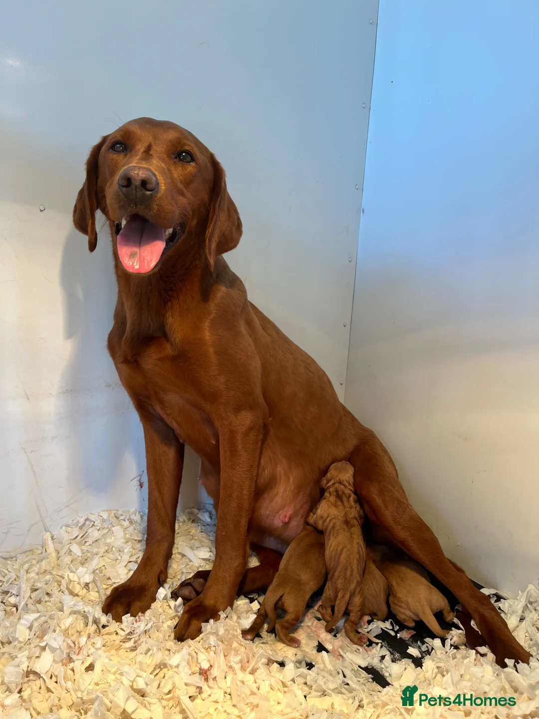 Labrador Retriever dogs for sale: FOXRED LABRADOR in Catterick Garrison - Advert 11
