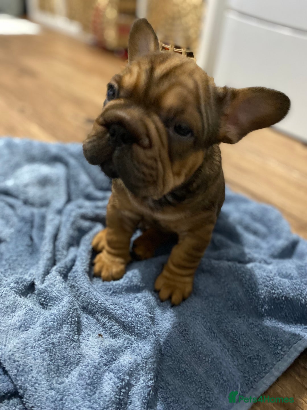 French Bulldog dogs for sale: 🐾 KC FRENCHIE PUPS 🐾 ready to leave last boy   - Advert 20
