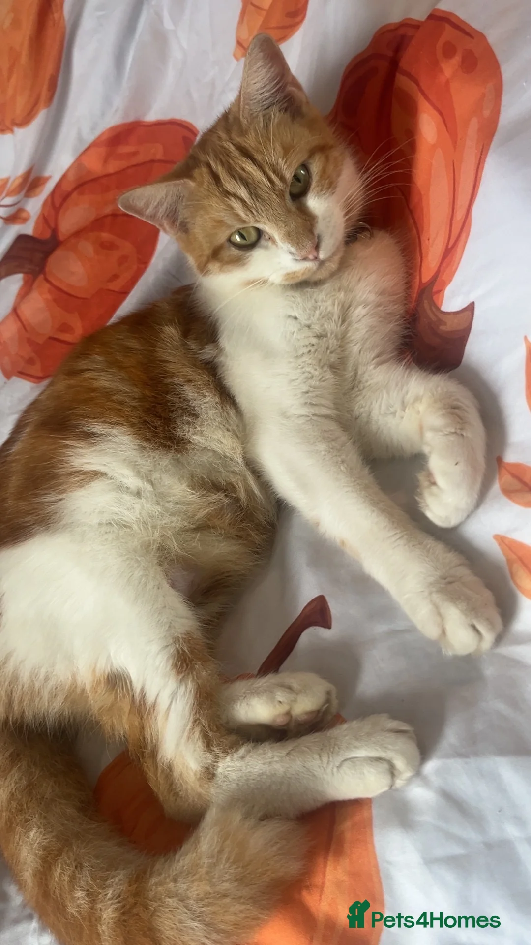 Norwegian Forest Cat cats for sale: Norwegian Forest X British Shorthair Ginger kitten - Advert 2