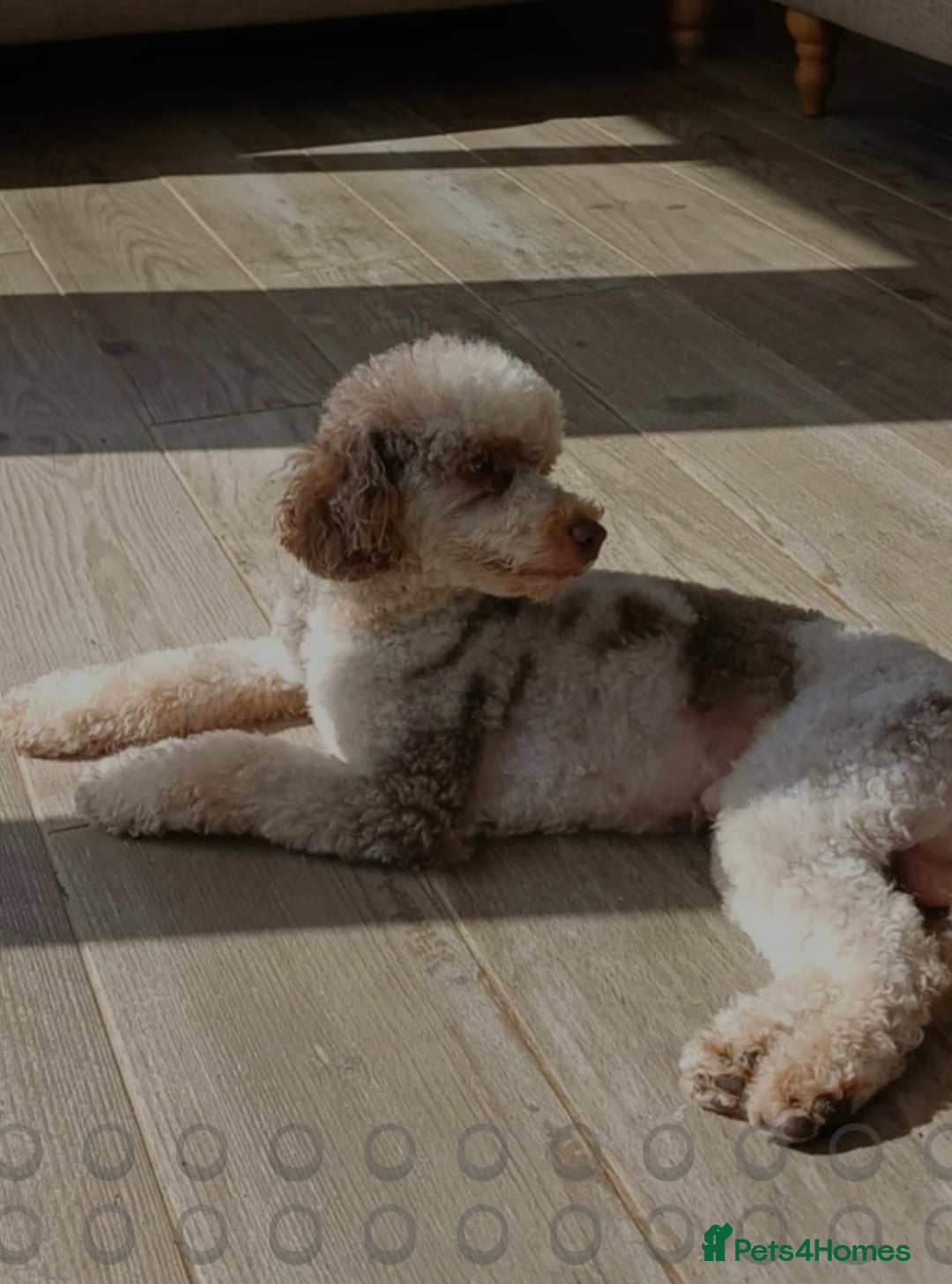 Cockapoo dogs for sale: Stunning litter of cockapoos, 2 males, 3 females - Advert 19