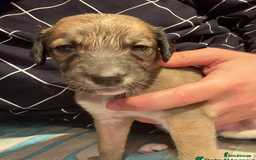 Greyhound dogs for sale: Greyhound Puppy - Image 7