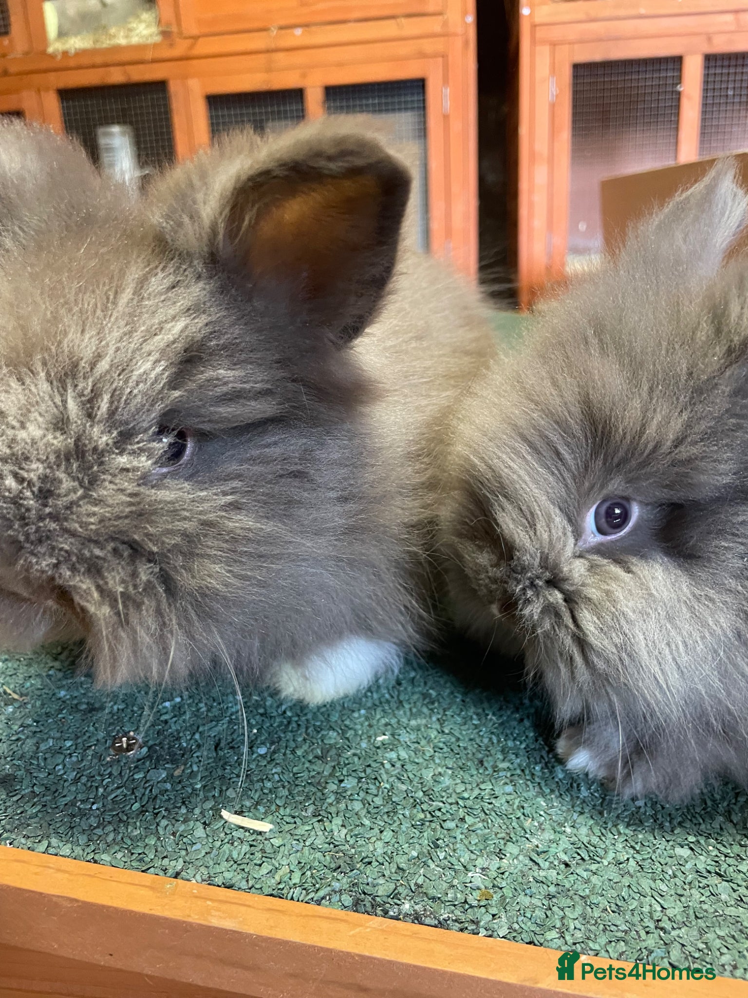 Lionhead rabbits for sale: Beautiful Baby Lionhead Bunnies  - Advert 4