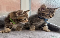 Siberian cats for sale: 2 super friendly beautiful loving boys - Image 2