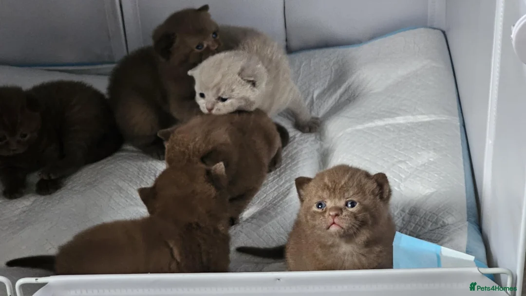 British Shorthair cats for sale: ✨ Stunning British Shorthair Kittens Available ✨ - Advert 4