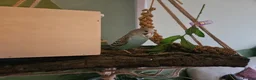 Budgerigars birds for sale: 3 Male Chicks Semi Tame in Betchworth - Advert 6