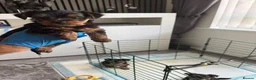 Yorkshire Terrier dogs for sale: Yorkshire Terrier Puppies Only 1 Boy Left !!!! - Advert 4
