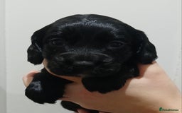 Cocker Spaniel dogs for sale: Working cocker spaniels - Advert 6