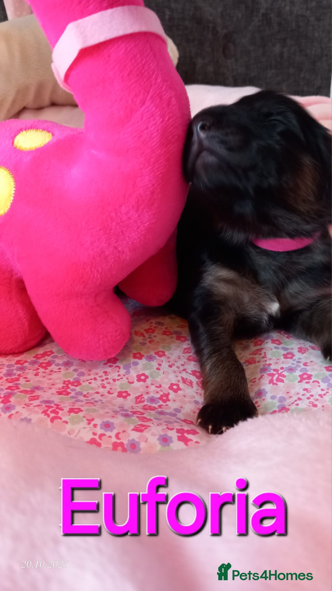 German Shepherd dogs for sale: Excellent Long-Haired German Shepherd Puppies-KC - Image 23