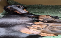 Dachshund dogs for sale: "READY GO STUNING 5 STANDARD DACHSHUND PUPPIES  - Image 10
