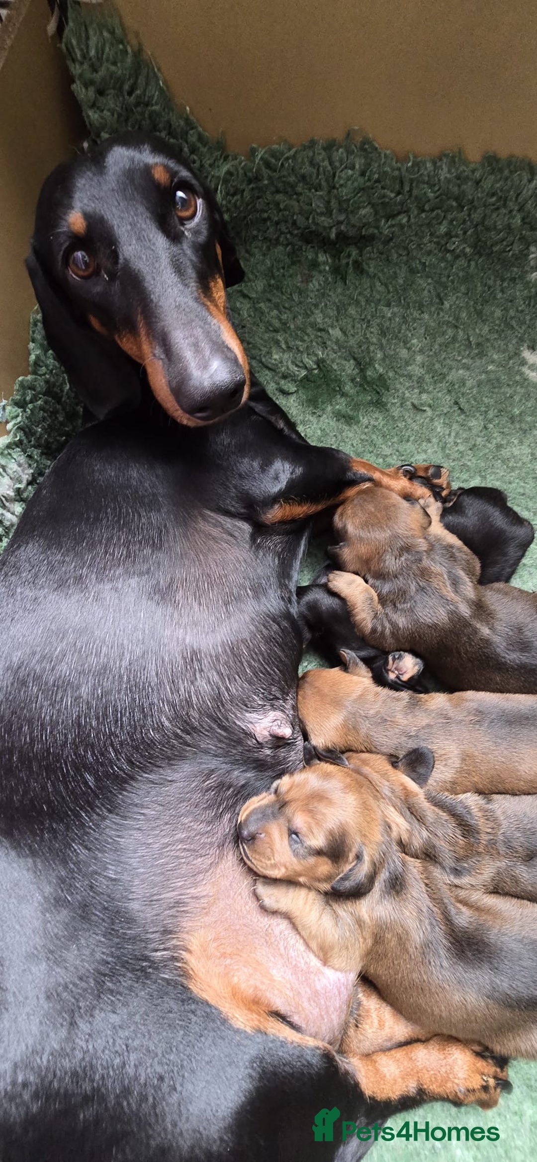 Dachshund dogs for sale: "READY GO STUNING 5 STANDARD DACHSHUND PUPPIES  - Image 10