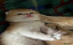 British Shorthair cats for sale: Gorgeous GCCF Ny12 + white kittens  - Image 1