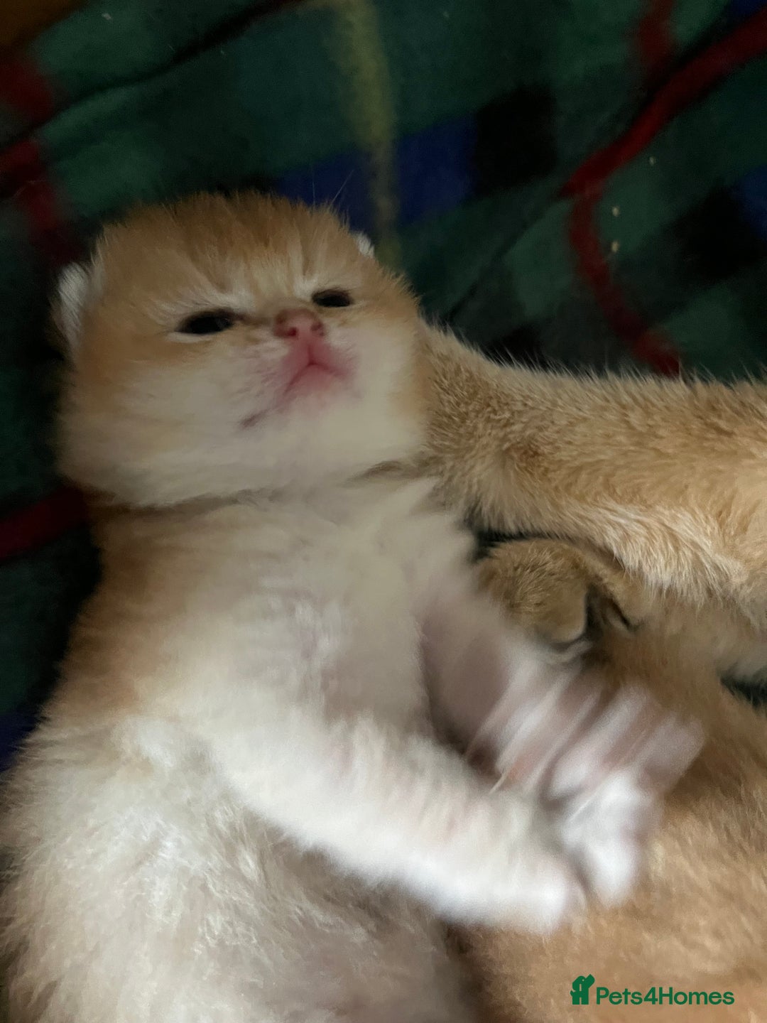 British Shorthair cats for sale: Gorgeous GCCF Ny12 + white kittens  - Image 1