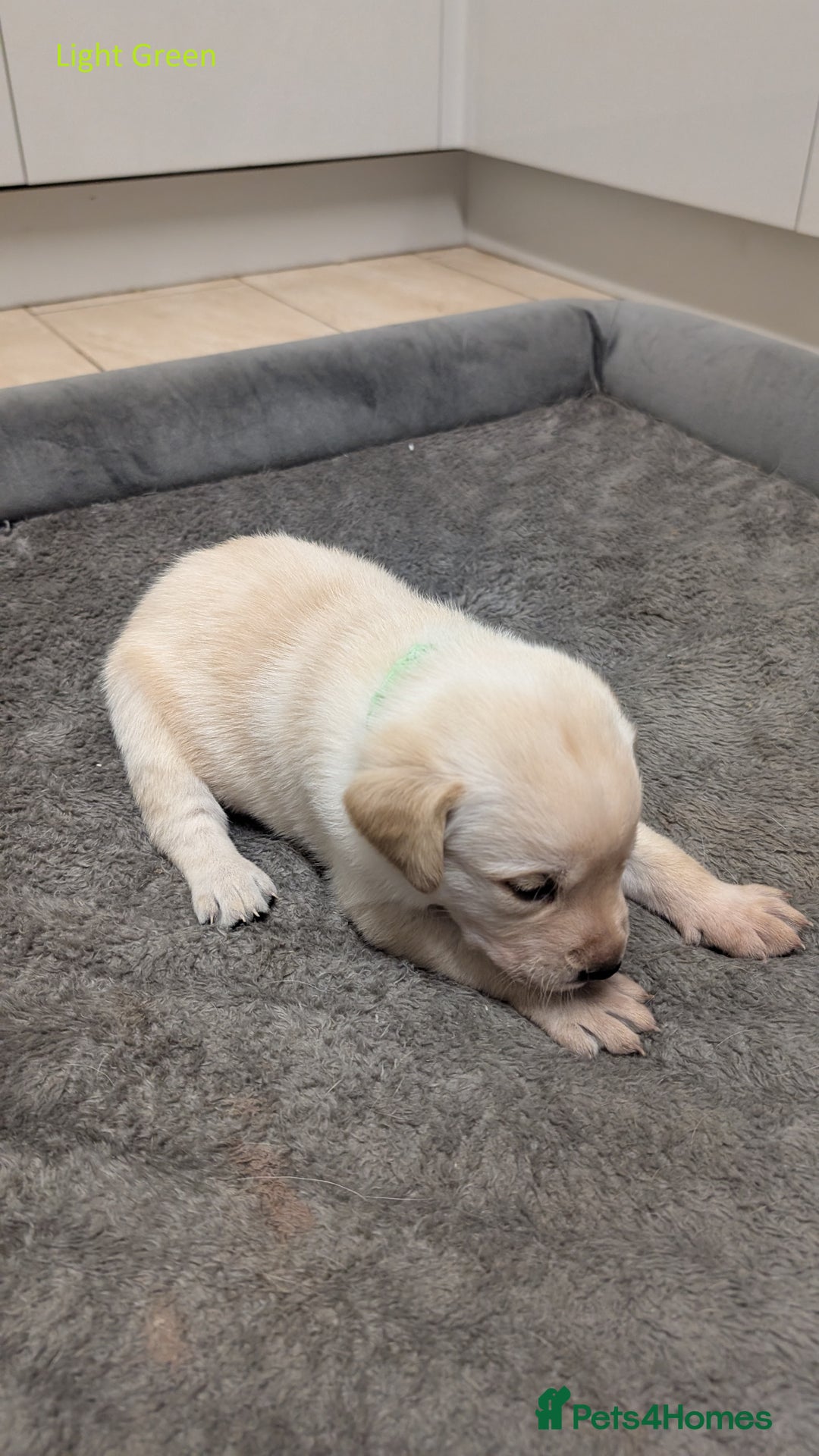 Labrador Retriever dogs for sale: Gorgeous Yellow Labrador Puppies - Image 8