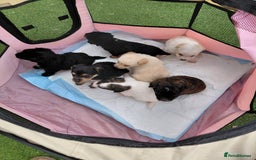 Jackapoo dogs for sale: Stunning Litter F1 JACKAPOO + Big Puppy Pack  - Image 12