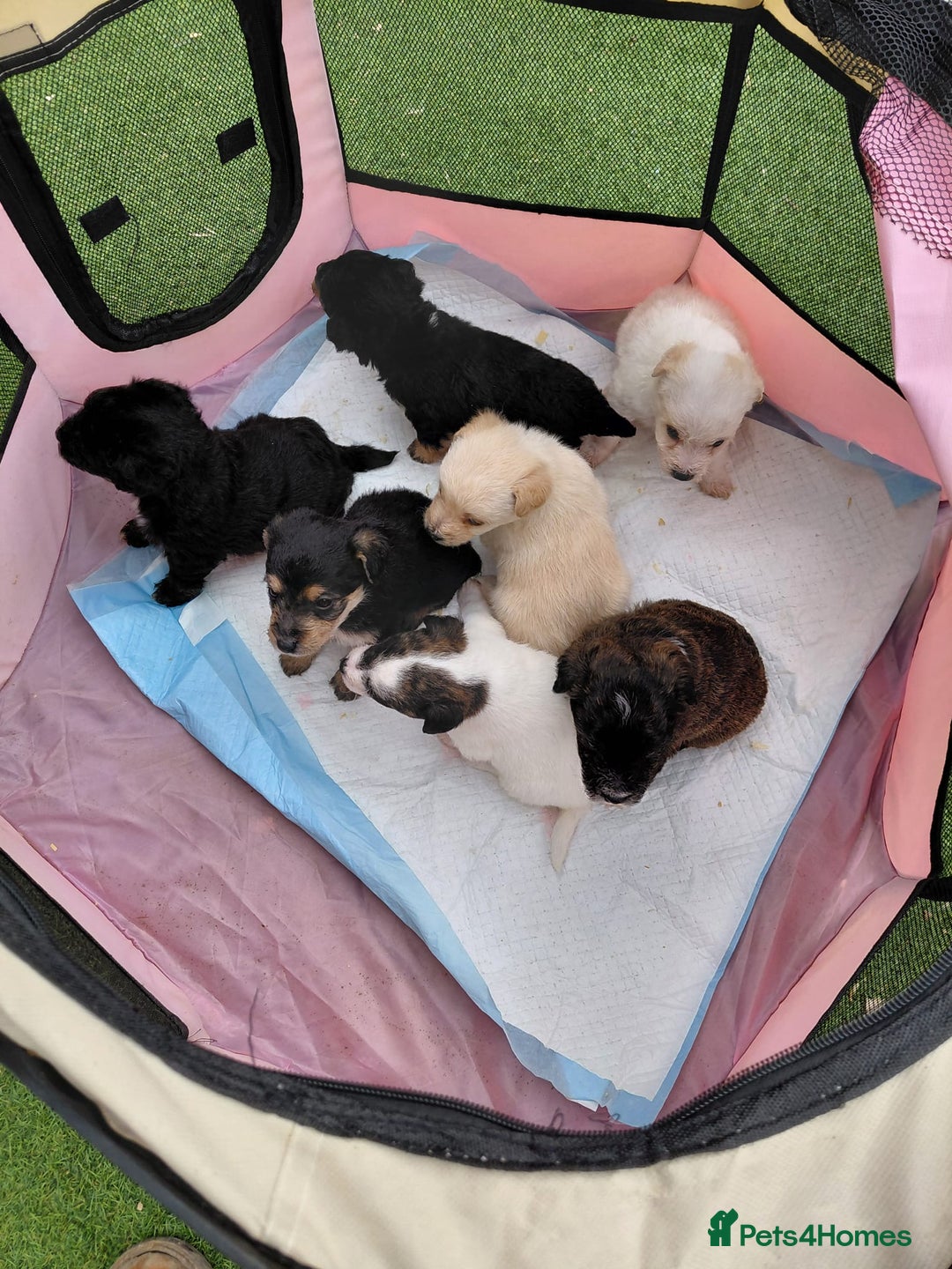Jackapoo dogs for sale: Stunning Litter F1 JACKAPOO + Big Puppy Pack  - Image 12