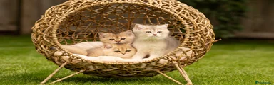 British Shorthair Kitten 3