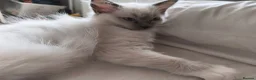 Ragdoll cats for sale: Chunky Female Mitted Ragdoll Kitten – Ready Now 🩷 - Advert 5