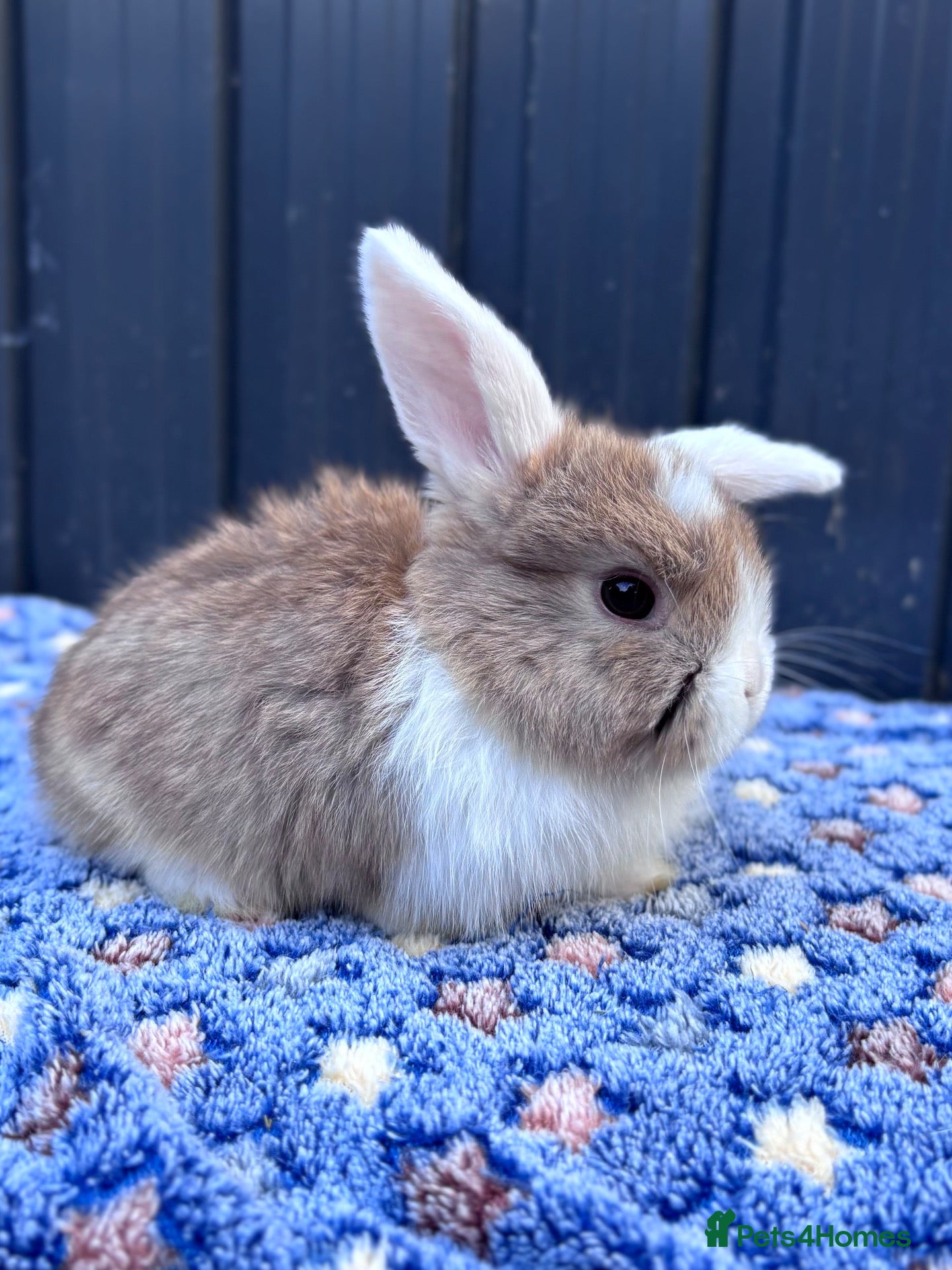 Mini Lop rabbits Mini Lop Baby Bunnies - Reserve Now - Home 14/09 - Advert 1