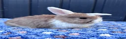Mini Lop rabbits for sale: Mini Lop Baby Bunnies - Reserve Now - Home 14/09 - Advert 1