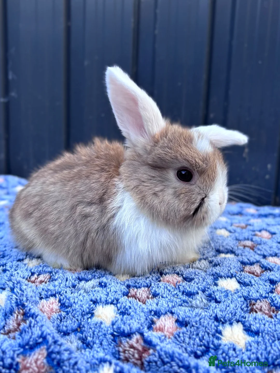 Mini Lop rabbits for sale: Mini Lop Baby Bunnies - Reserve Now - Home 14/09 - Advert 1