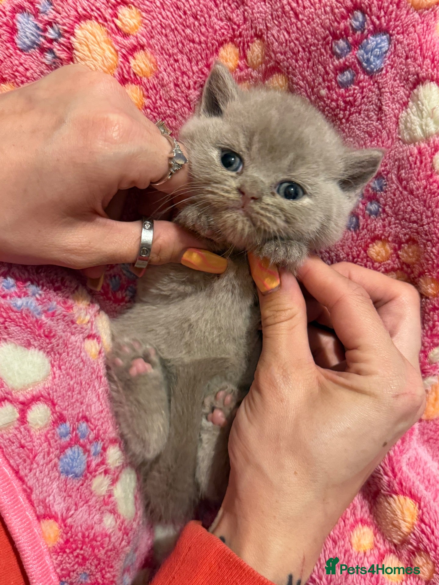 British Shorthair cats Supreme Champion Line British Shorthair Kittens - Advert 2