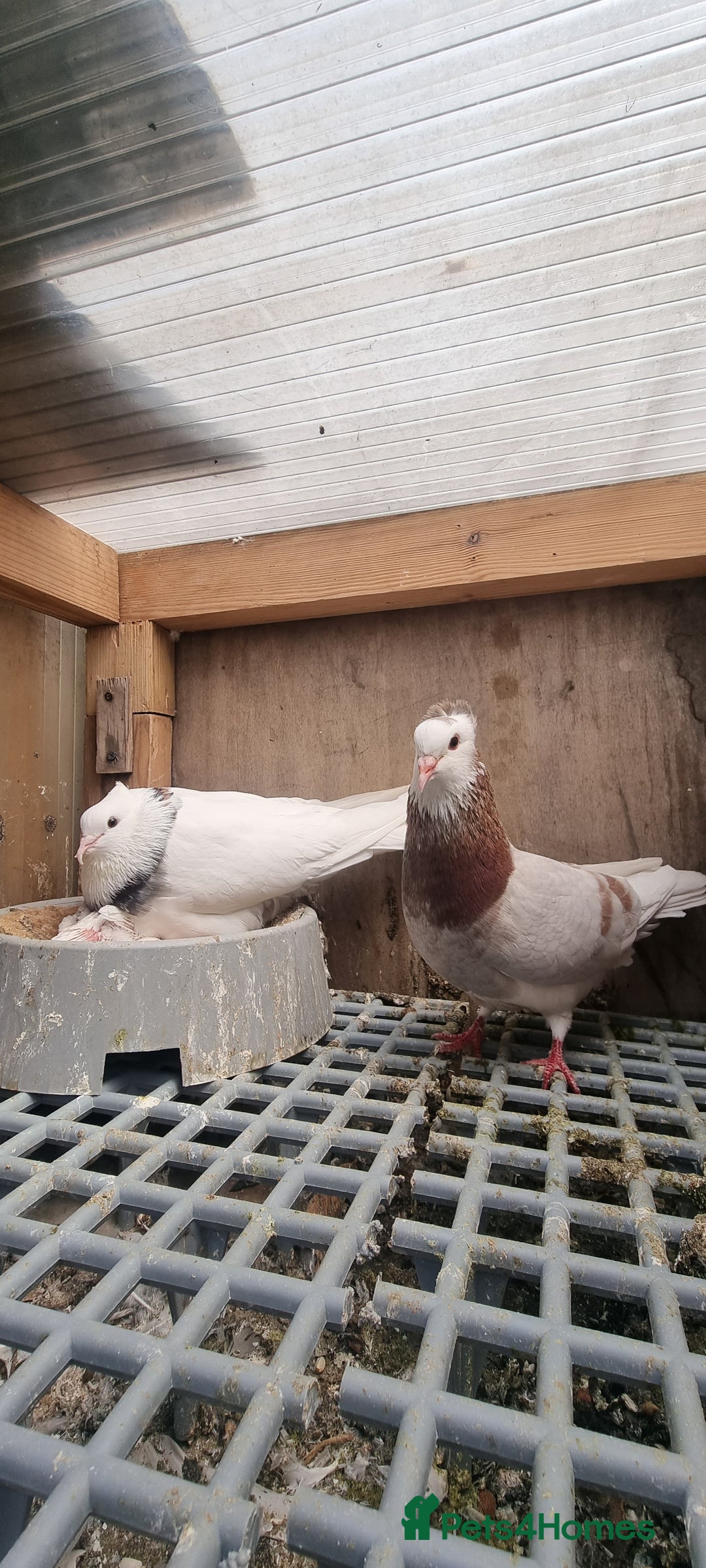 Doves birds for sale: Pigeons  - Image 2