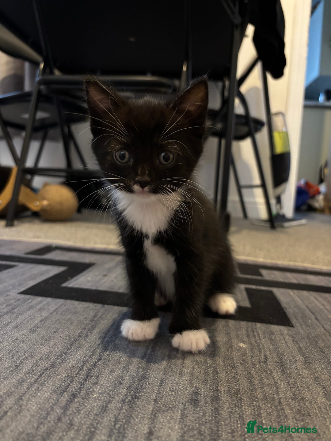 British Longhair cats for sale: Three adorable kittens  - Image 18
