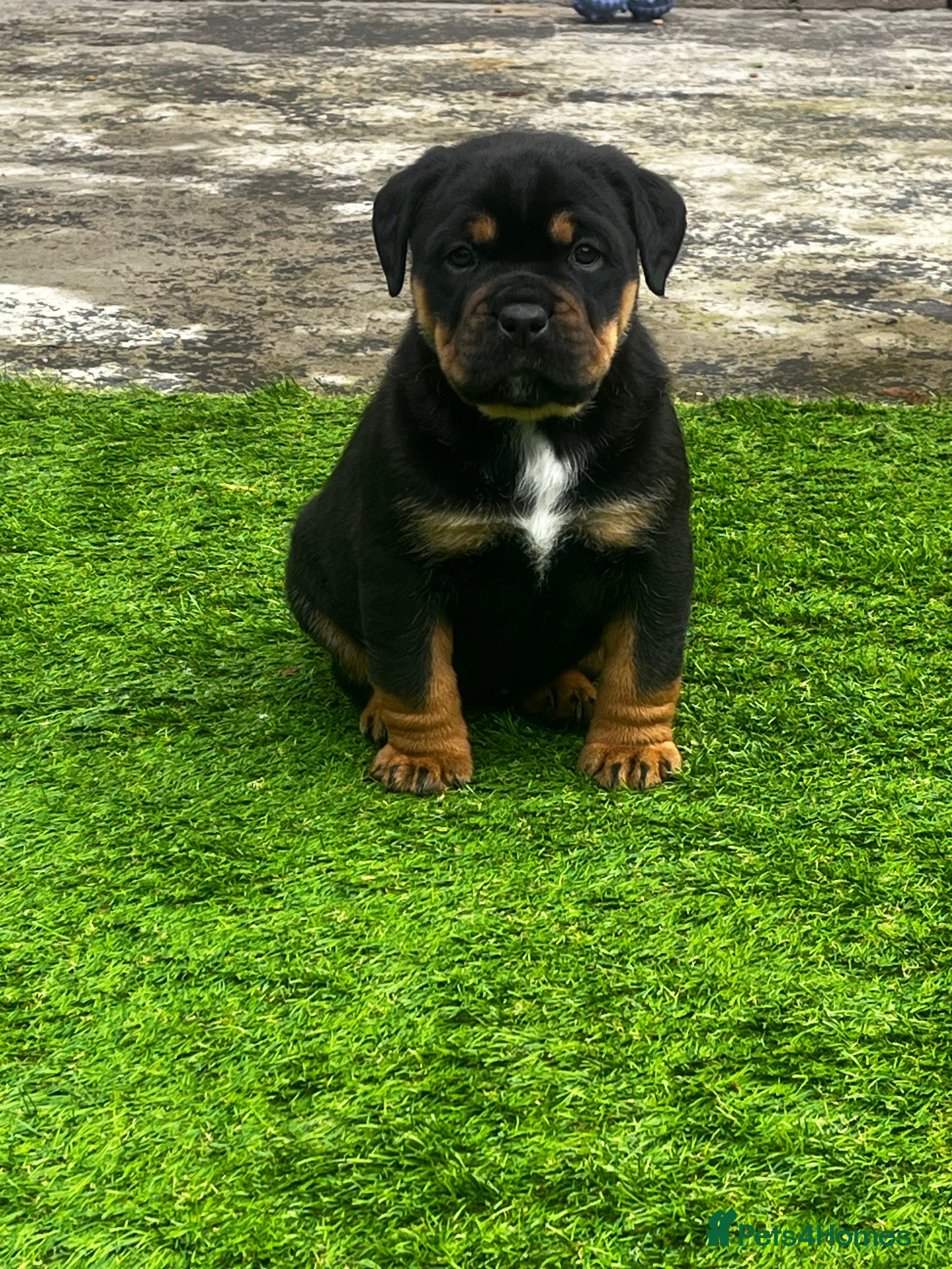 Rottweiler dogs Last 1 Left Chunky Female  - Advert 1