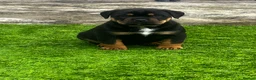 Rottweiler dogs for sale: Beautiful Chunky Rottweiler Puppys - Advert 5