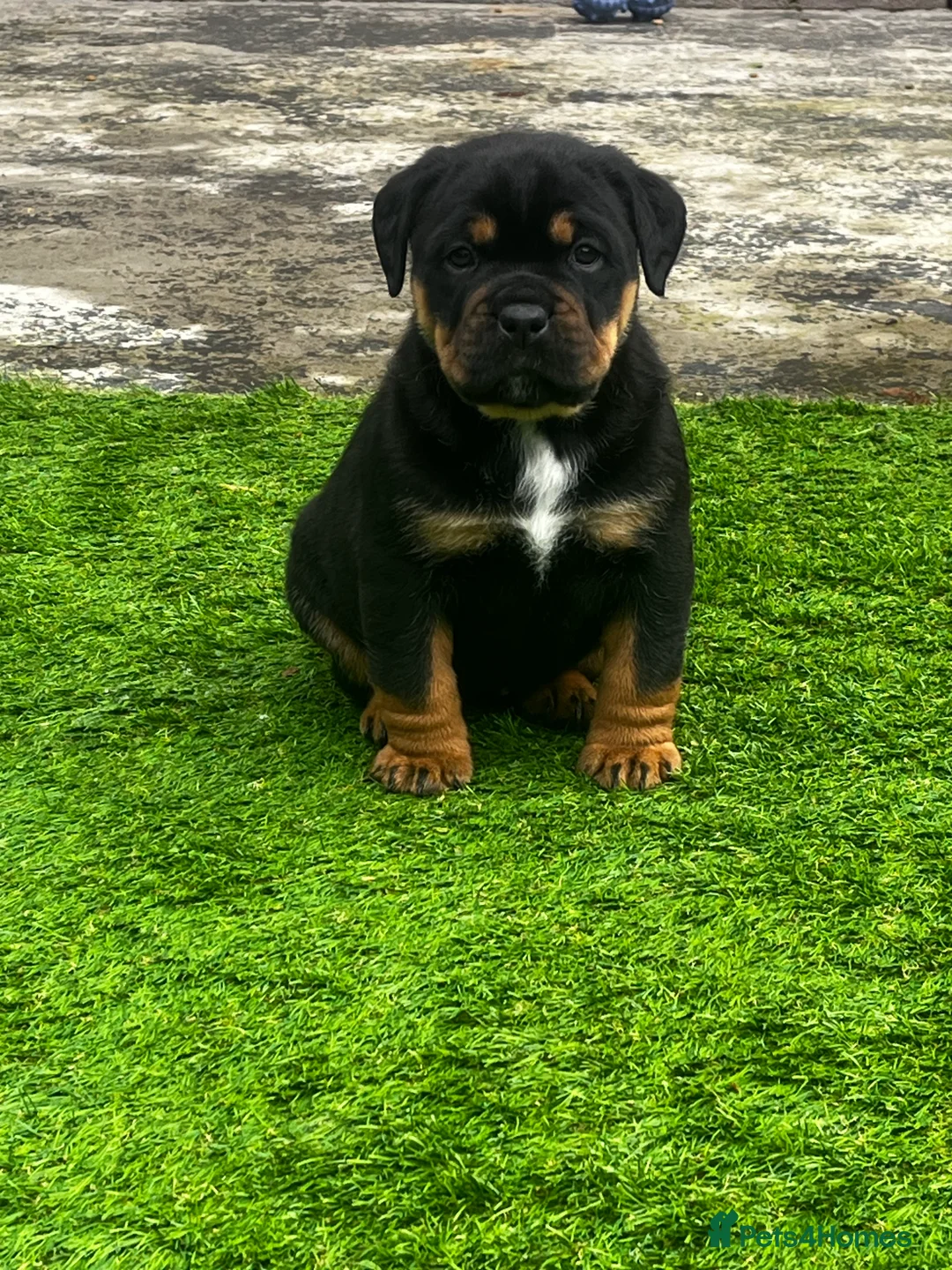 Rottweiler dogs for sale: Last 1 Left Chunky Female  - Advert 1